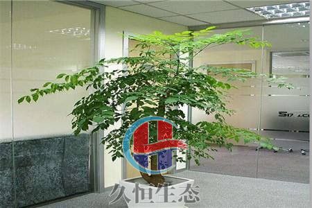 宁波江北幸福树 (2)