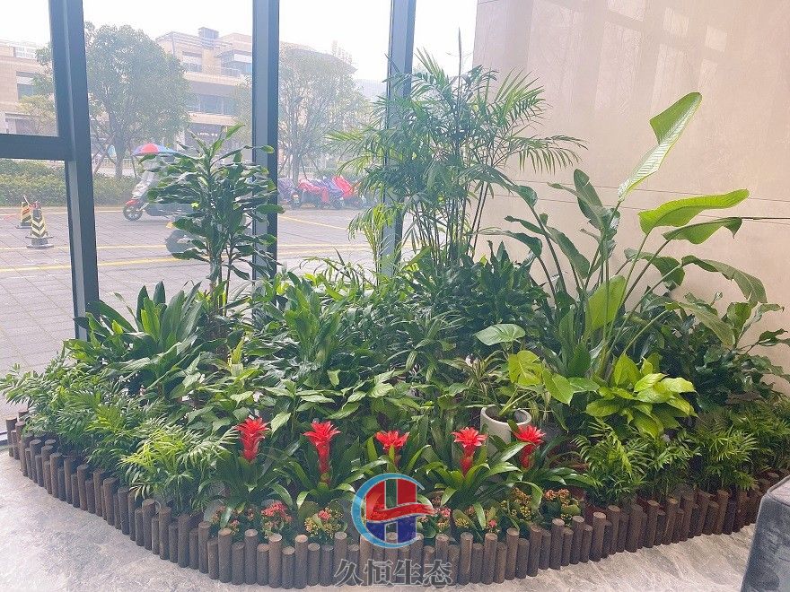 宁波江北大厅多个花卉品种造景2
