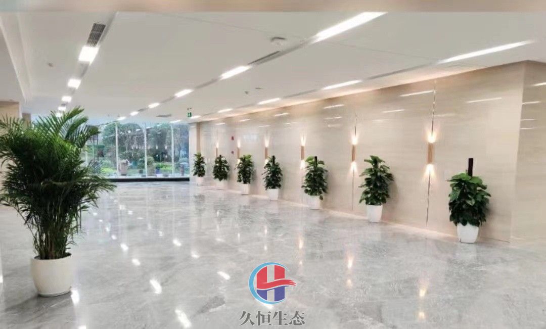 宁波江北行政单位大厅走廊大型绿植摆放